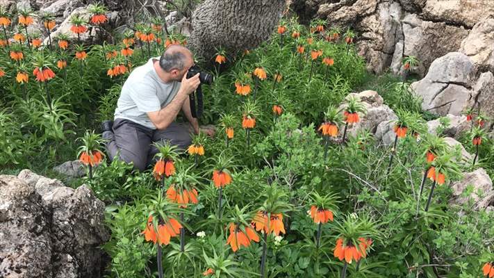 Baharın müjdecisi 'ağlayan gelin' fotoğraf tutkunlarının ilgisini çekiyor