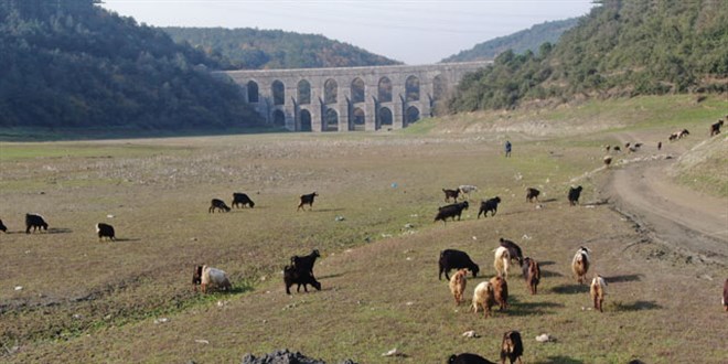 Alibeyky baraj'nda balklar yzyordu artk keiler otluyor