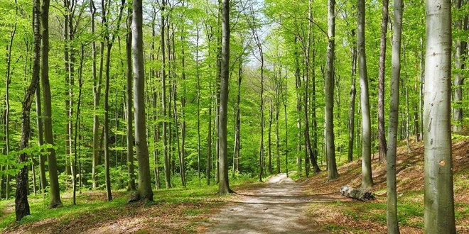 Ormanlk alanlarda kamu yarar ve zorunluluk halinde baz tesislere izin verilecek