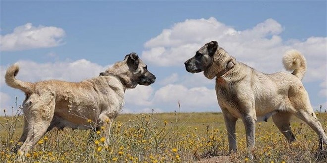 Yerli rk yetitiricileri: Bizimki asil kpek, pitbull silah