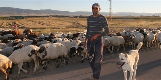 Kkba hayvan yetitiricileri ESK'nin kuzu eti fiyatna yapt indirimden memnun