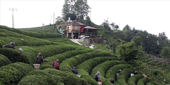 Rize'nin ayeli Koloti peyniri corafi iaret tescili ald