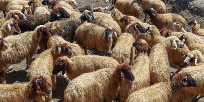 Malatya'da kurt srs 42 kkba hayvan telef etti