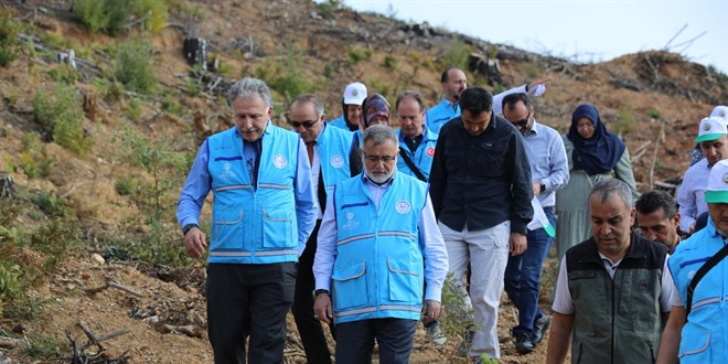 TDV yanan ormanlk alan yeertmek iin 11 bin fidan dikti