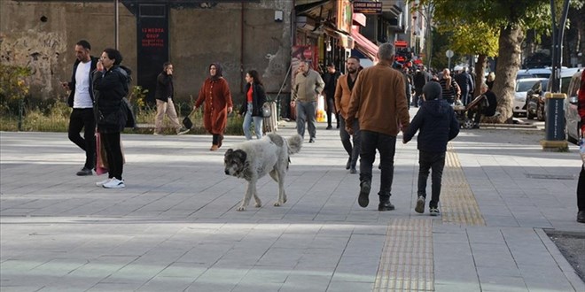 Bitlislilerden ar: Sahipsiz kpekler toplatlsn