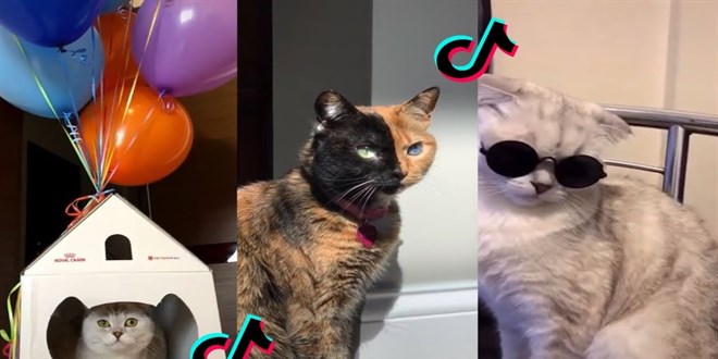 TikTok'a yeni sulama: Kedi videolar ok fazla enerji tketiyor