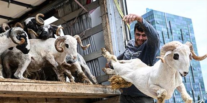 stanbul'da kurbanlklar pazarlarda satlmaya baland