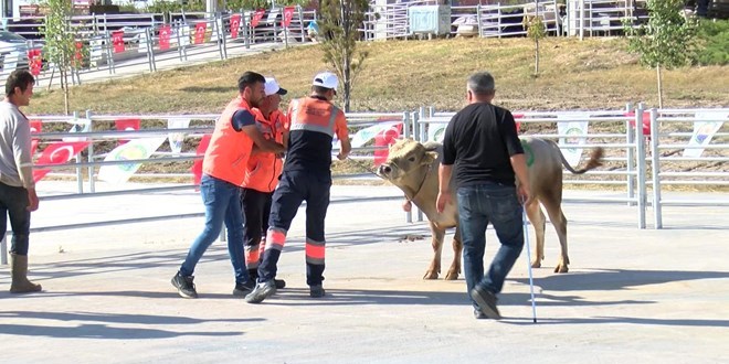 Kurban yakalama timi greve hazr