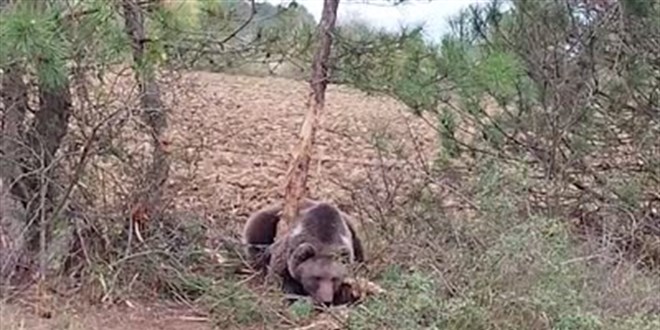 Bolu'da tellere taklan ay kurtarma ekibine saldrd