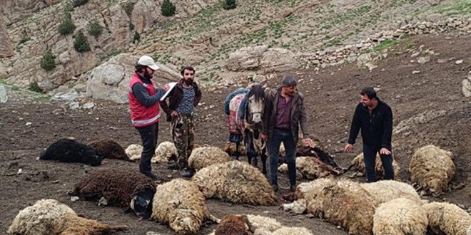 Van'da kurtlar srye saldrd: 74 koyun telef oldu