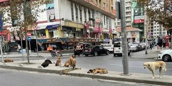 Mahkemeden fla babo kpek karar: Toplamak devletin grevi