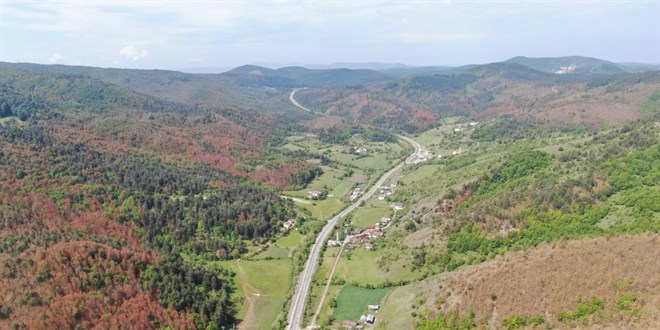 Kastamonu'da kahverengiye brnen ormanlarla ilgili aklama