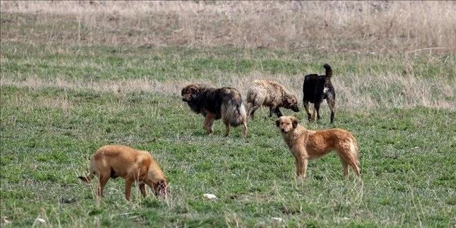 Sahipsiz hayvan dzenlemesi: Sokaa atann cezas 10 kat artacak