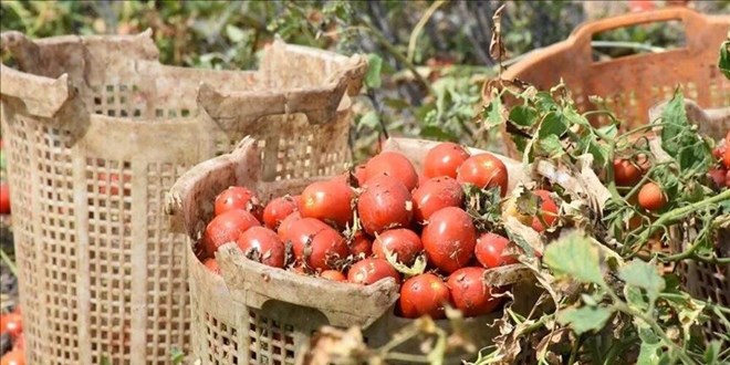 Salalk domateste fiyat krizi! Tezgaha 10 kat pahal geliyor