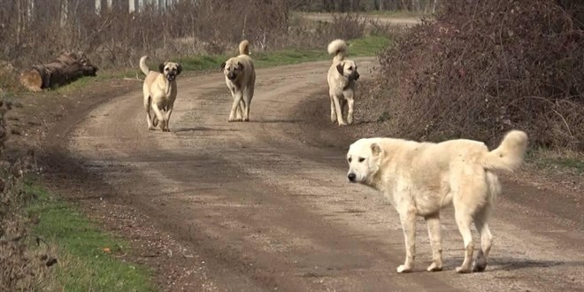 anakkale'de babo kpeklerin saldrsna urayan kii yaraland