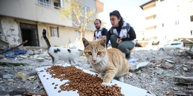 Belediye hayvan sahiplenenlere mama desteinde bulunacak