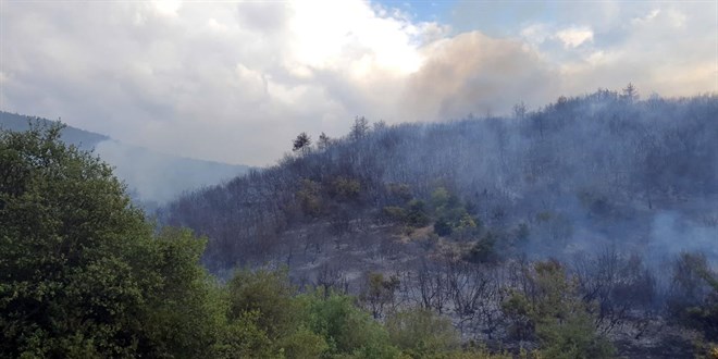 Tokat'ta orman yangn: 20 dnm kl oldu