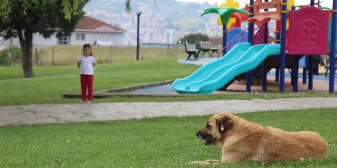 Babo kpekler parkta oynayan kz ocuuna saldrd