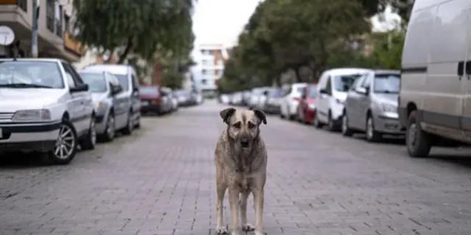 Kpek kanunu kt, uygulayan yok