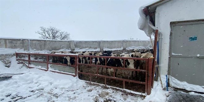 Karn arlna dayanamayan ahrn ats kt: 17 hayvan telef oldu