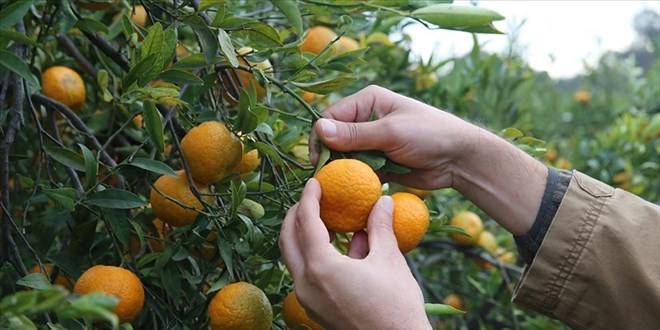 Corafi iaretli mandalina bahede 10, pazarda 50 lira