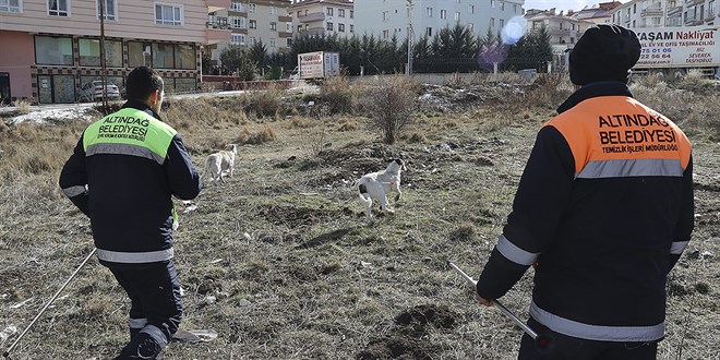 Ynetmelik yaymland. Belediyeler sahipsiz kpekleri toplamak zorunda