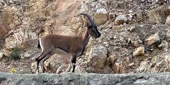 'Domates ykadm' dedi, yaban keisi kestii anlalnca cezay yedi