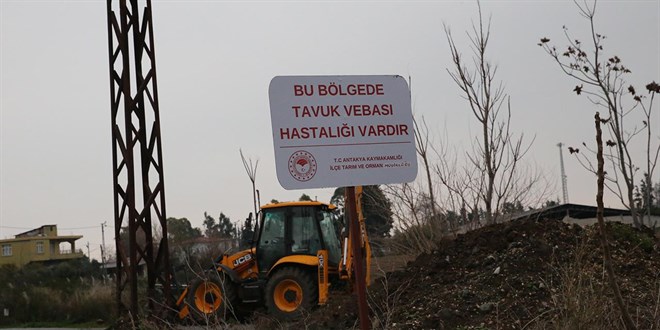 Hatay'da ku gribi alarm: Mahalle karantinaya alnd