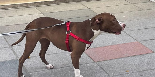 stanbul'da pitbull deheti: Polis yaraland