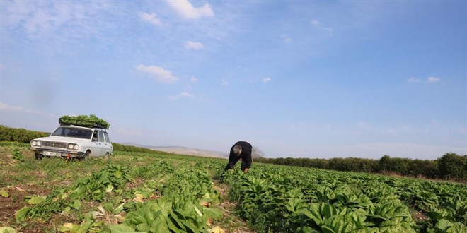 retici ile market arasnda uurum: Tarlada 5 TL, markette 5 kat