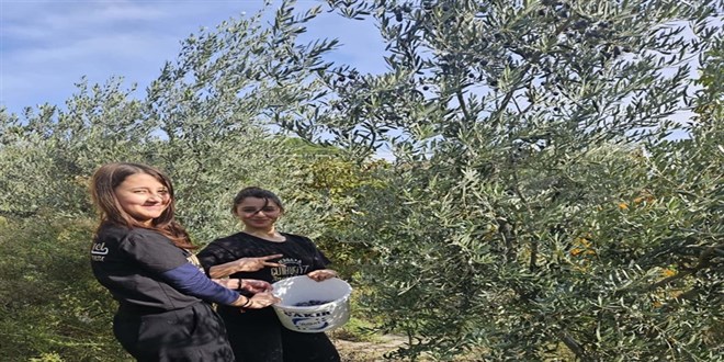 MEB'in 'Yeşil Vatan' Projesi hayat buldu: Zeytinler kışlık kahvaltılığa dönüştü! - Son Dakika Haber