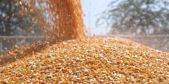 TİGEM 1400 ton dane mısır satacak