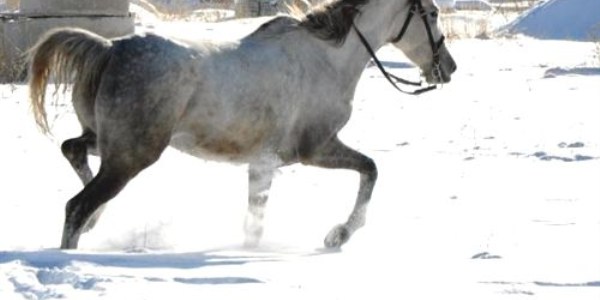 Ardahan'da ylk atlar kurtlara yem oluyor
