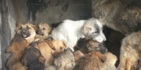 Erzincan Belediyesi yavru kpekleke sahip kt