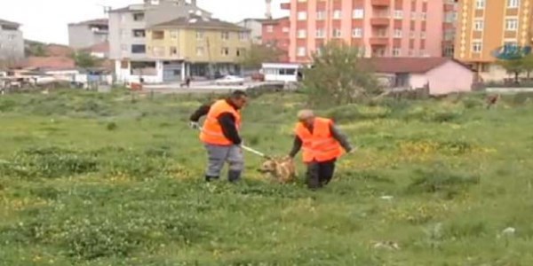 stanbul'da kpek operasyonu