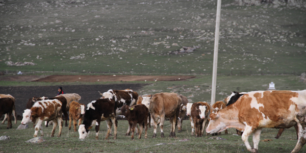 Ardahan'da ap karantinas