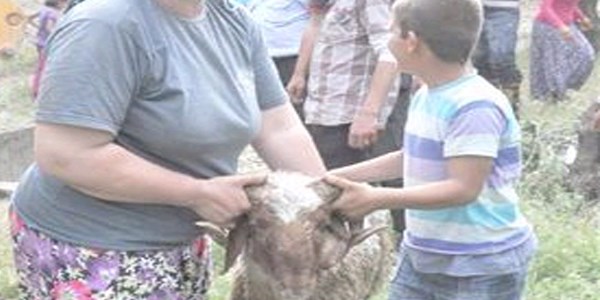 slahiye'de kuyuya den koyunu itfaiye kurtard