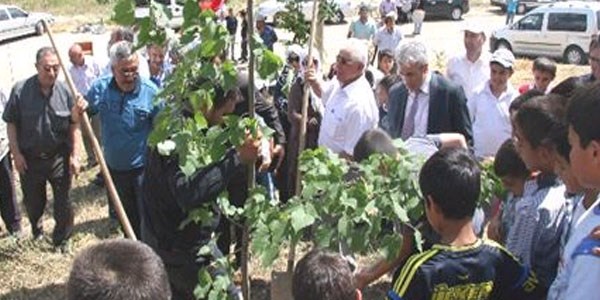 Sungurlu'da Babakana destek iin 2 bin fidan dikildi