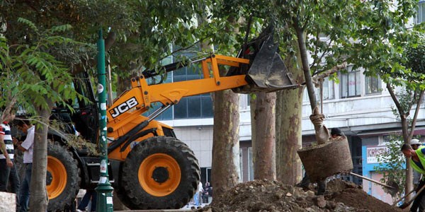 Taksim'e 20 yeni yetikin aac dikildi