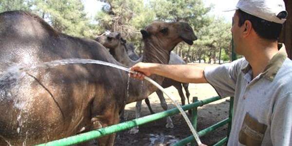 Maymunlar dondurmaya, aylar dondurulmu meyve kokteyline baylyor