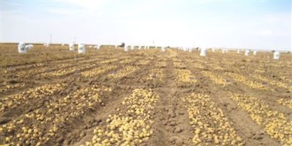 Nide'de 500 bin eit patates tohumu retildi