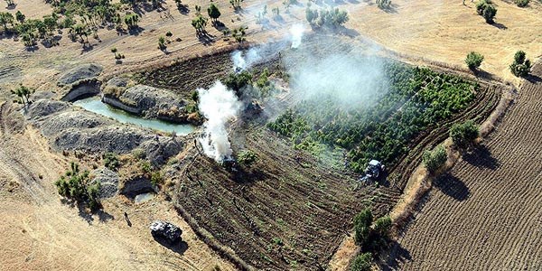 Diyarbakr'da 5.4 milyon kk Hint keneviri imha edildi