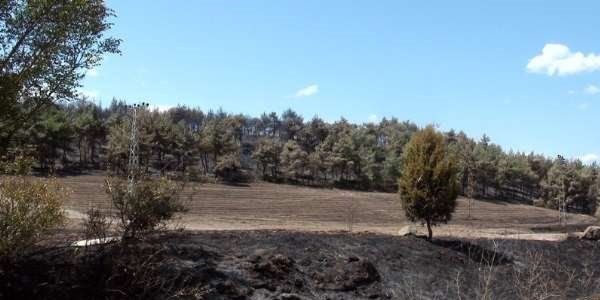 Alevler 100 hektarlk orman kl etti
