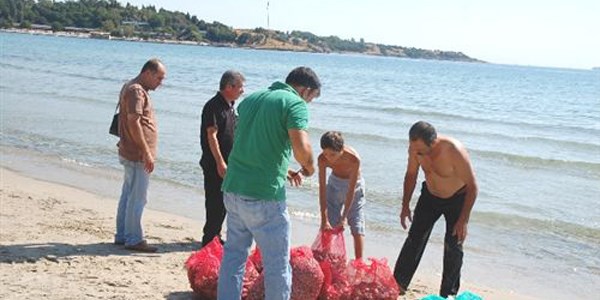 Gelibolu'da midye operasyonu