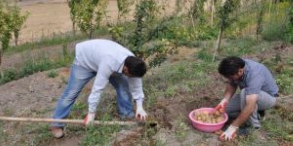 Sorgun'da vatandalar kendi sebze ihtiyacn kendileri retiyor