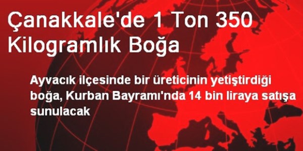 anakkale'de 1 ton 350 kilogramlk boa