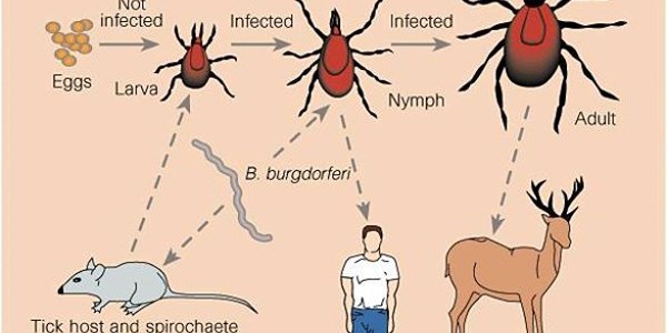 Marmaris'te 'LYME' alarm