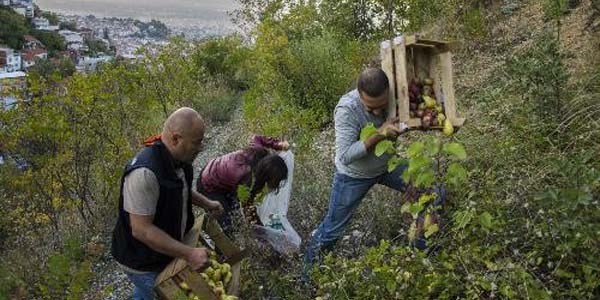 Uluda'da a kalan aylara armut