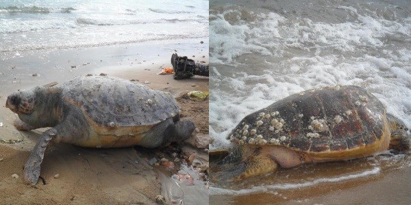 l caretta caretta'lar sahile vurdu