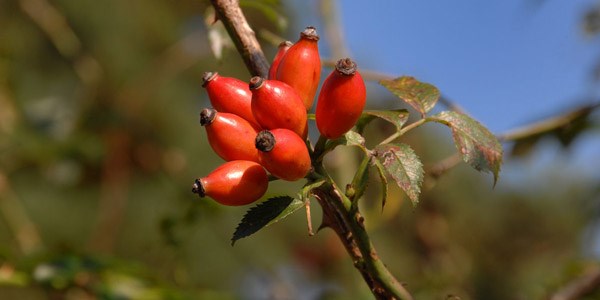 Kuburnu, limona gre 60 kat daha fazla C vitamini ieriyor